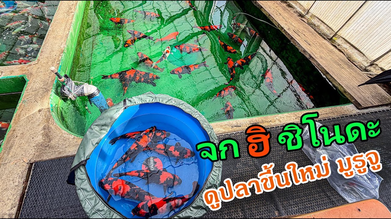 ได้ Hi Utsuri Shinoda กลับบ้าน เวะดูปลาสวยๆ Marujyu ก่อนย้ายเมือง #ล่าปลาคาร์พญี่ปุ่น 2025 Niigata