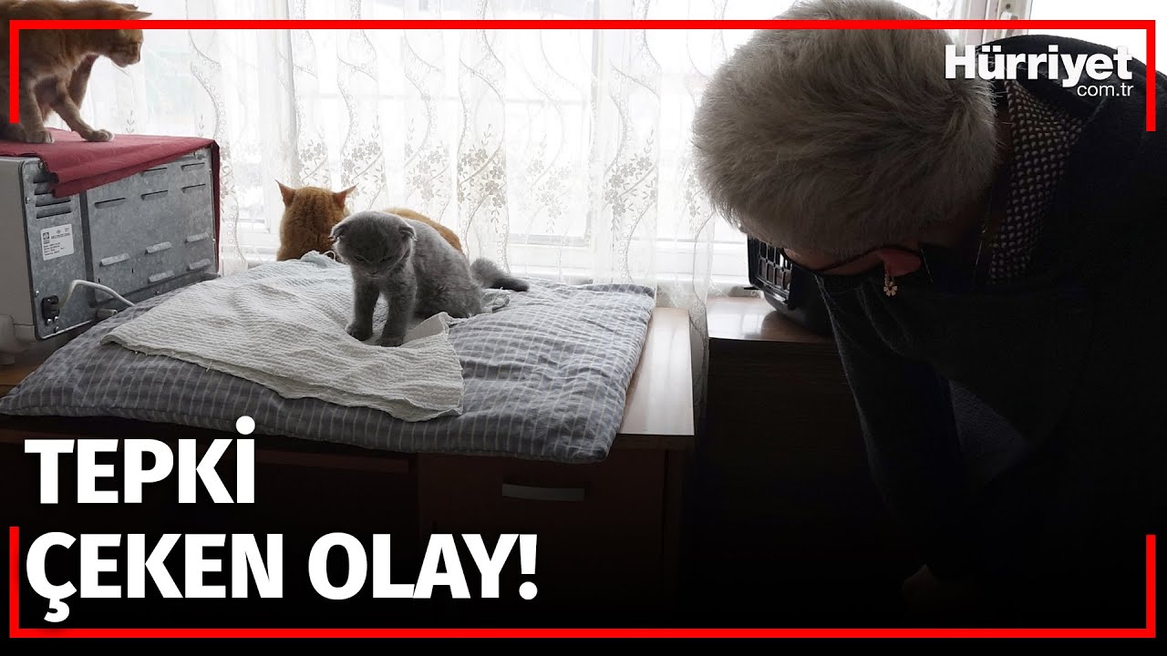 Eşine Kızıp Kediyi Duvara Fırlatan Kocaya 1500 TL Ceza!