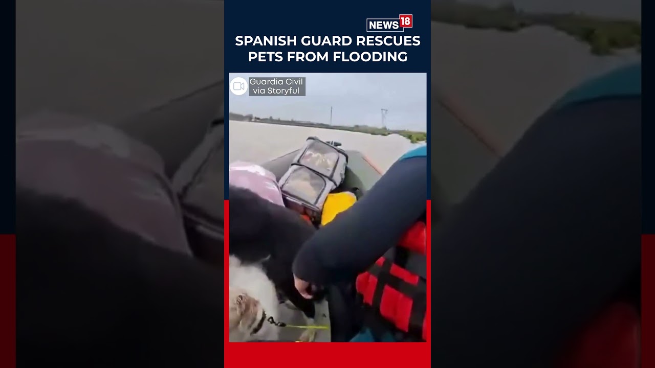 Spanish Civil Guard Rescues Pets From Flooding | N18S #Shorts #spainfloods