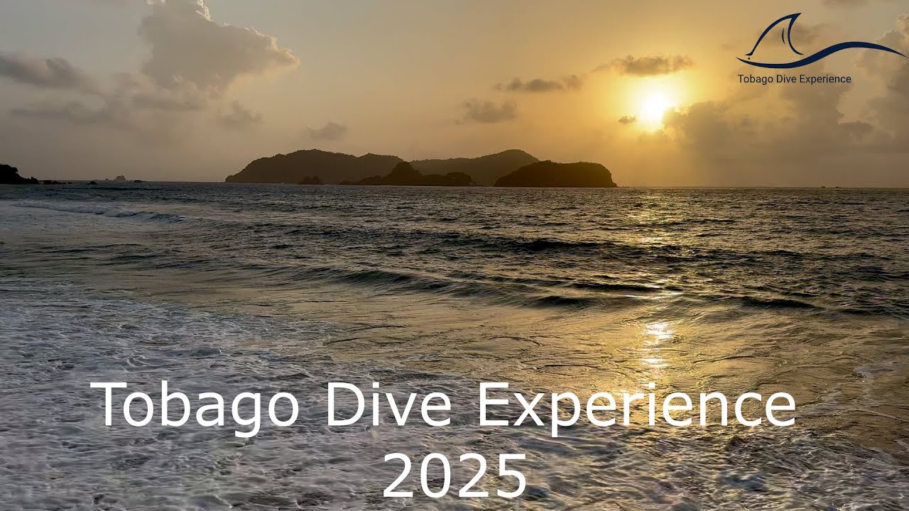 Scuba Dive Tobago - 2025