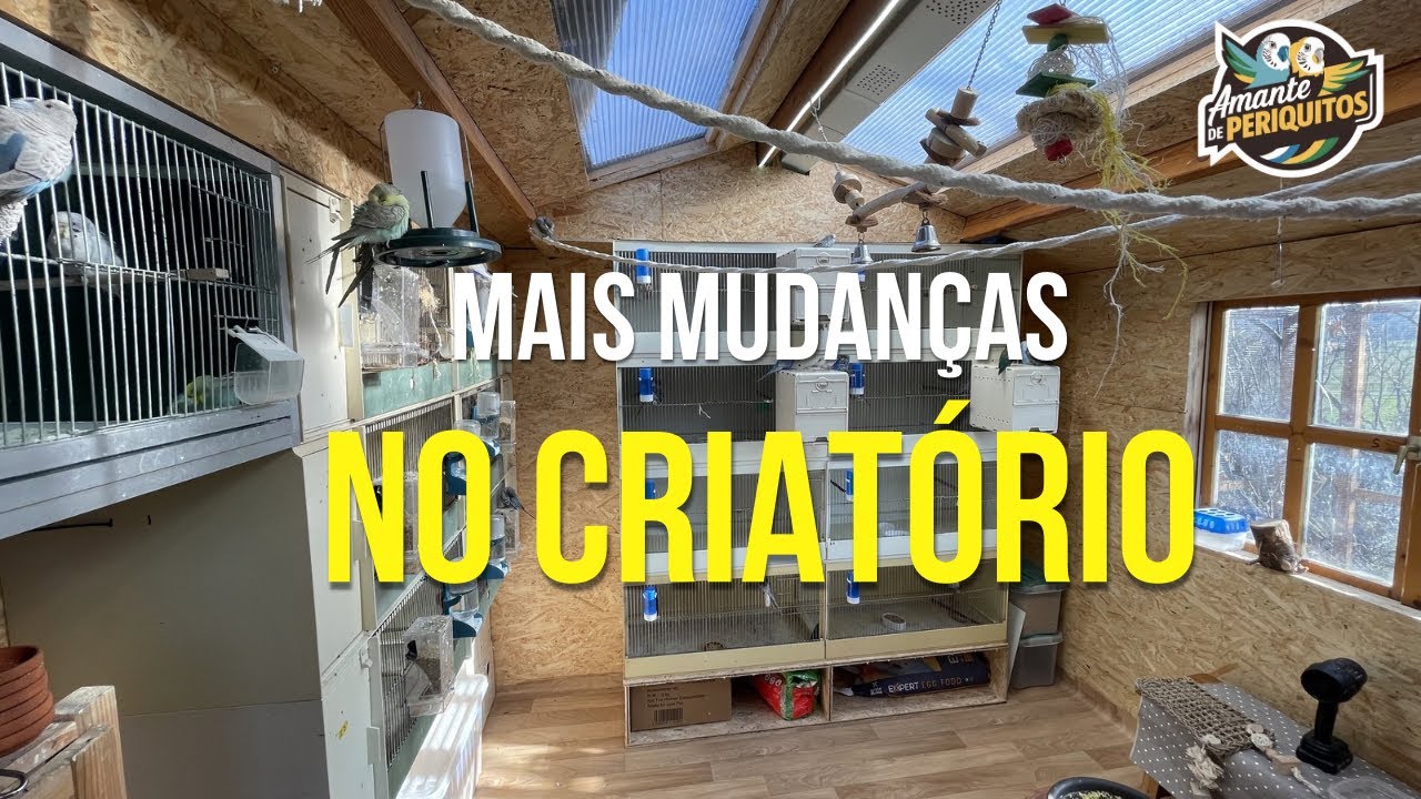 MAIS MUDANÇAS NO CRIATÓRIO | PERIQUITO AUSTRALIANO | BIRDS |  WELLENSITTICHE 