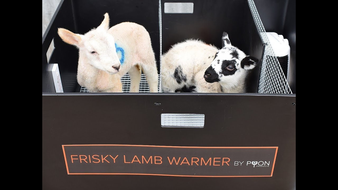 Frisky Lamb Warmer