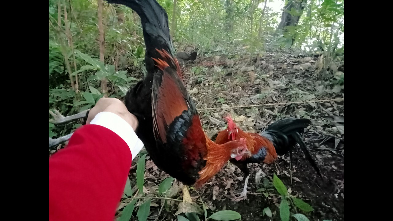 unang sabak sabit agad ang binatang ligaw☺️🐓 Ka Apga Hunter