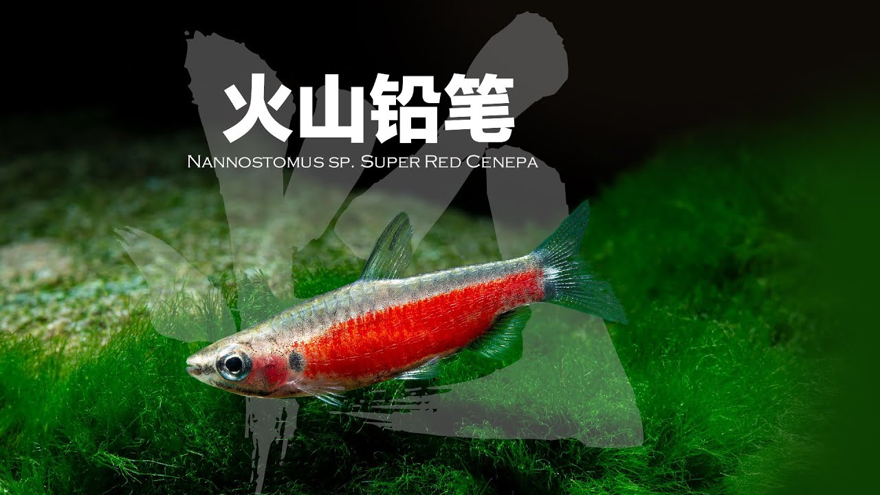 火山铅笔灯，Nannostomus sp. Super Red Cenepa
