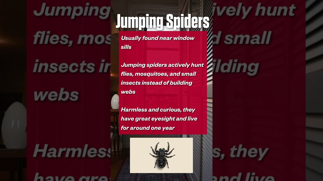 Most of these spiders won&rsquo;t give you superpowers...#spider #bugs #insects #pestcontrol