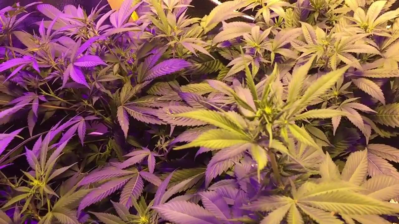 The Grow Room
