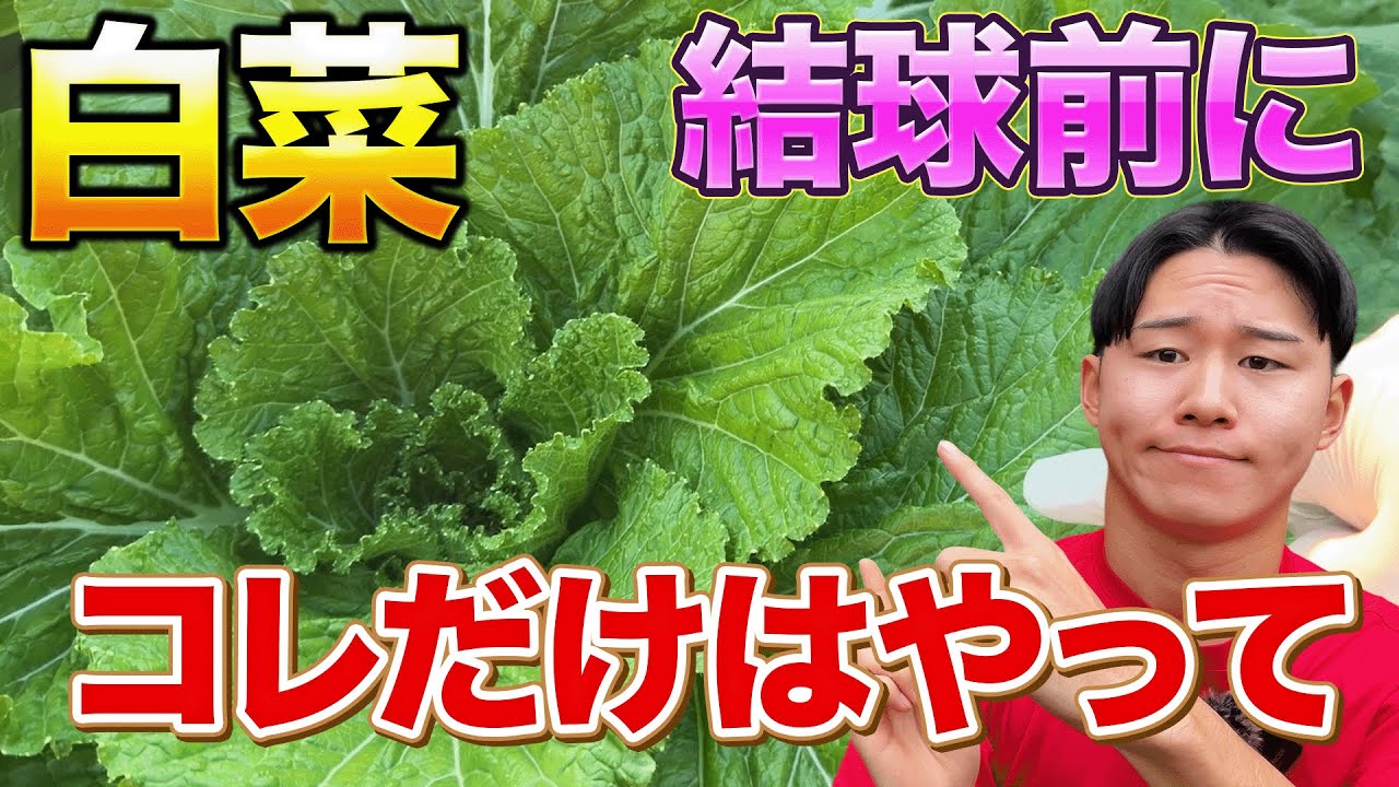 追肥のコツを知って白菜を大きく育てよう