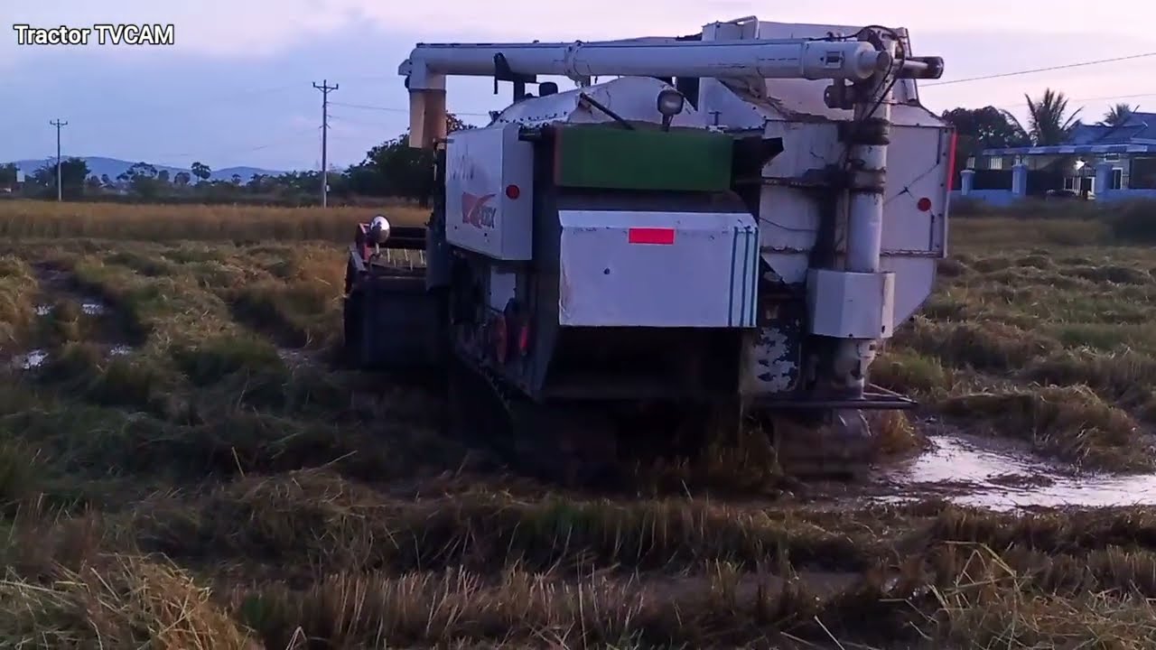 Watch Kubota DC105x Harvesting Rice Field!