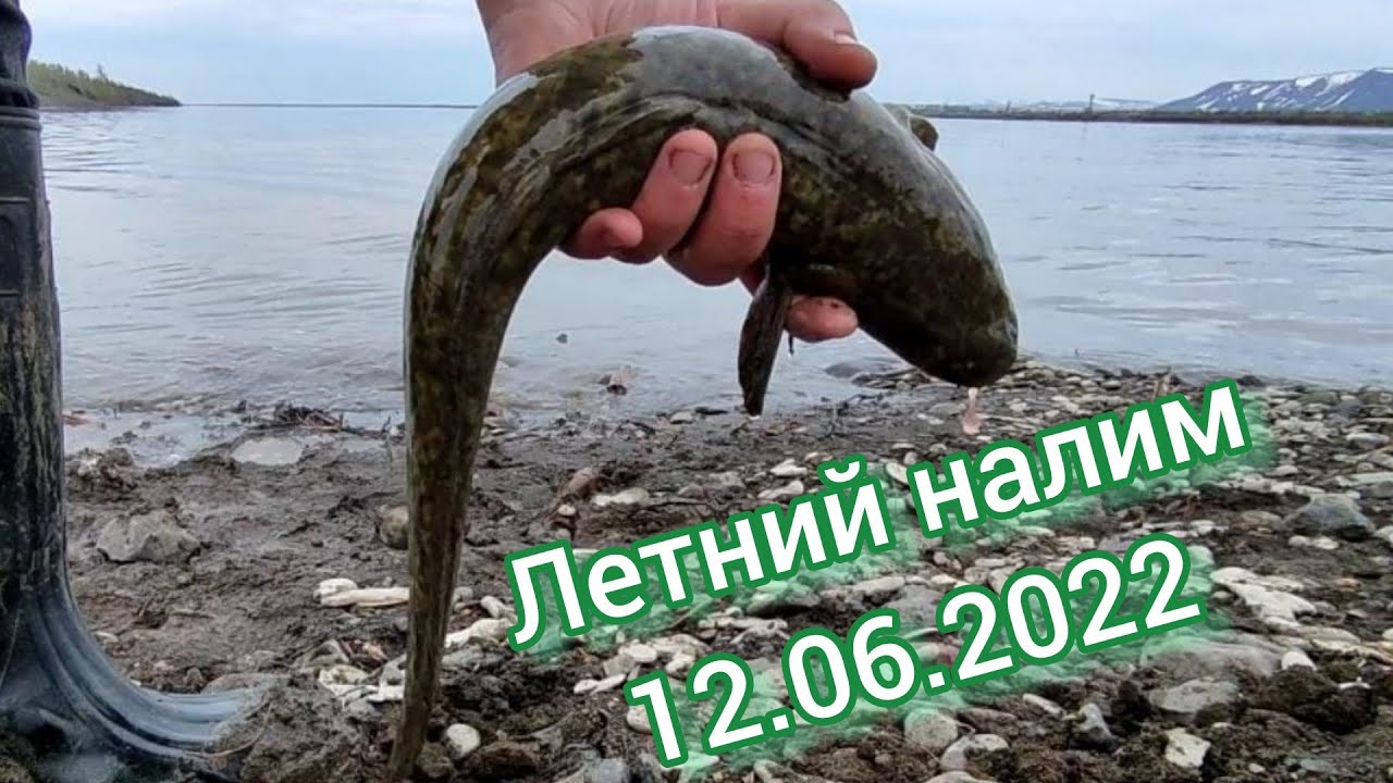 Ловим летнего Налима на реке Норильская