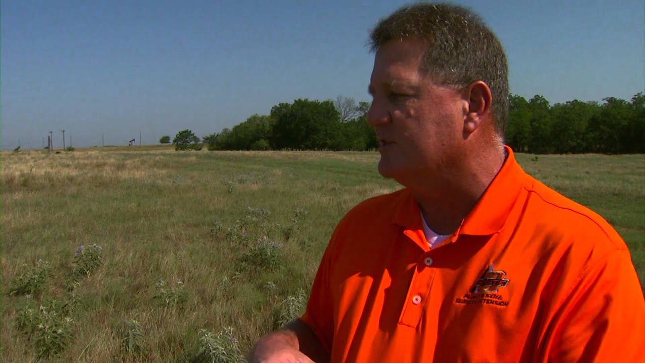 Pasture Weeds