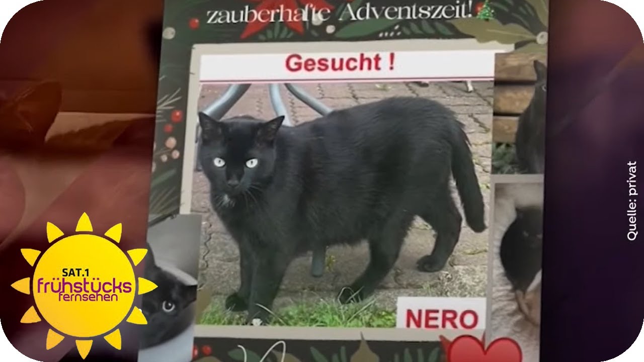 Auf der Suche nach Kater Nero in Erlangen | SAT.1 Frühstücksfernsehen