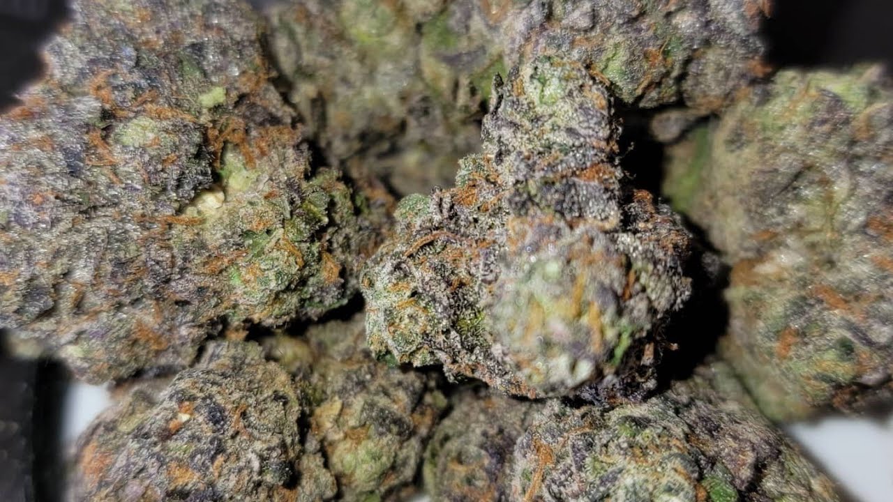 Chronor McGregor Cannabis Reviews - Jealousy & Zoo Mintz Bred by Seed Junky - Minntz - Cookies
