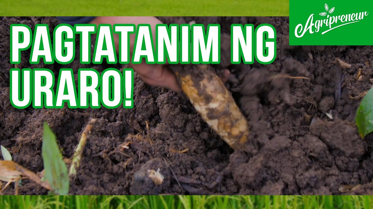 Tara na at Magtanim ng Uraro sa Cordoves Farm!