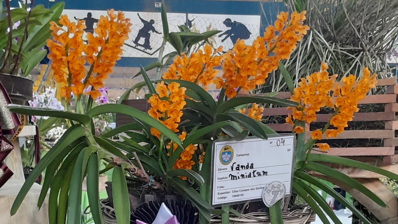33° Exposição Nacional de orquídeas de Botucatu ❤️🌹
