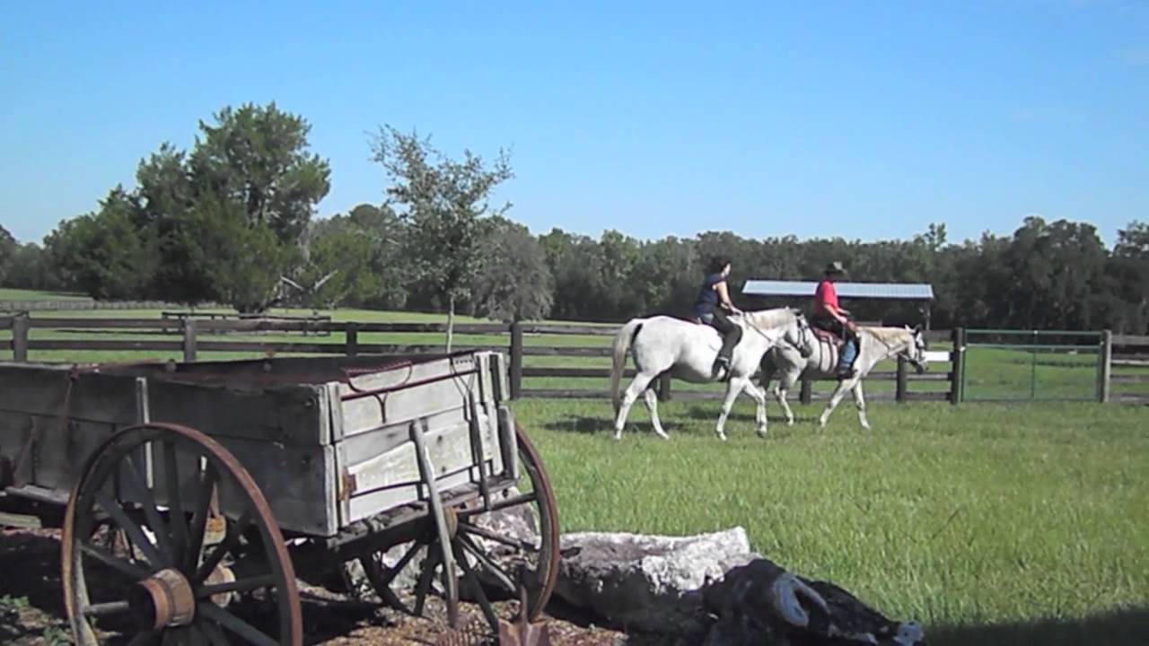 Horse Property For Sale Ocala Florida - Walk To Hits - Owner Financing