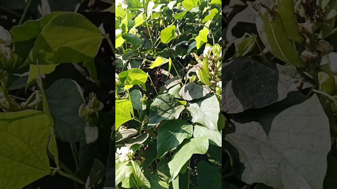 # Bean Crops, Jrg Pur, Odisha #  13 January 2026