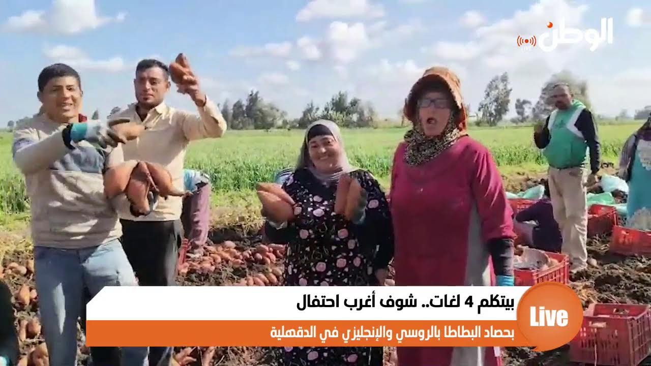 بيتكلم ٤ لغات.. شوف أغرب احتفال بحصاد البطاطا بالروسي والإنجليزي في الدقهلية
