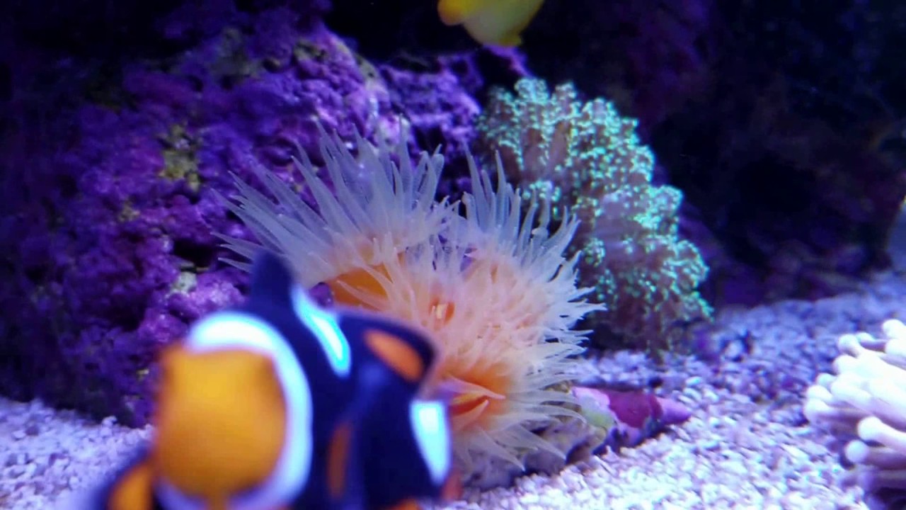 Red Sea Reefer 525XL 7 months