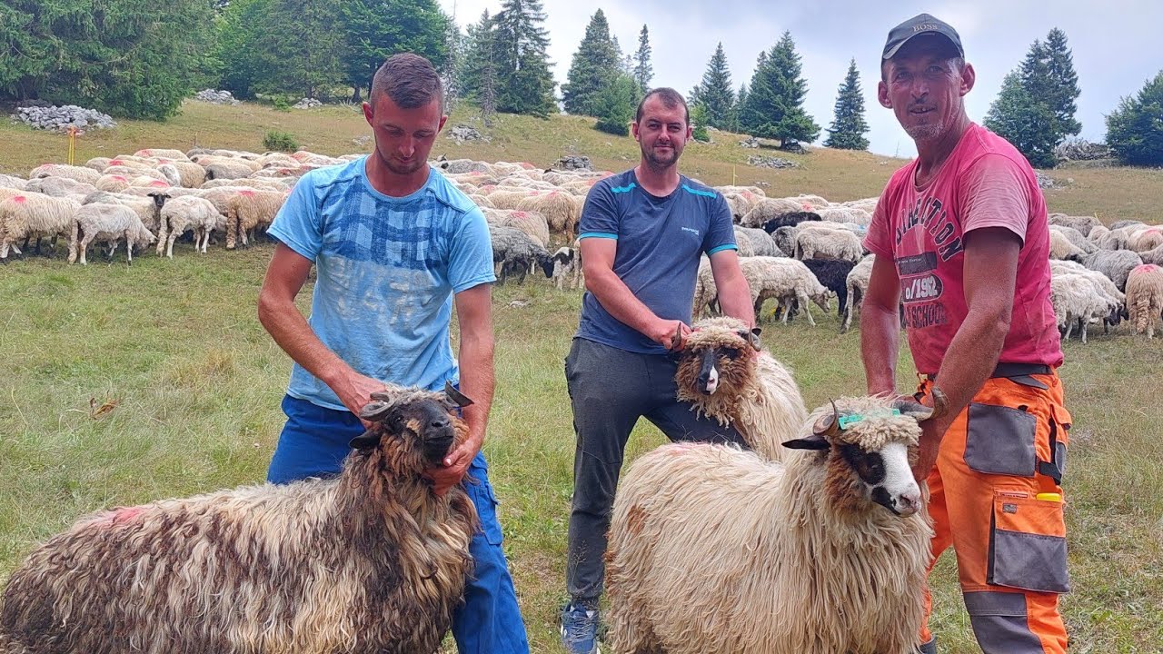 Ṣ̌IṢ̌ANJE OVACA  KOD VAHIDA RUBANOVIĆ NA VLAṢ̌IĆU