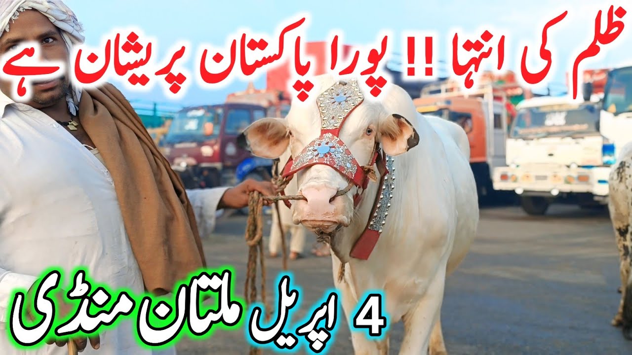 Today Multan Cow Mandi 2026 Fresh Rates Update Video | Sahiwal Cholistani Brhaman Bachre | Chand TV