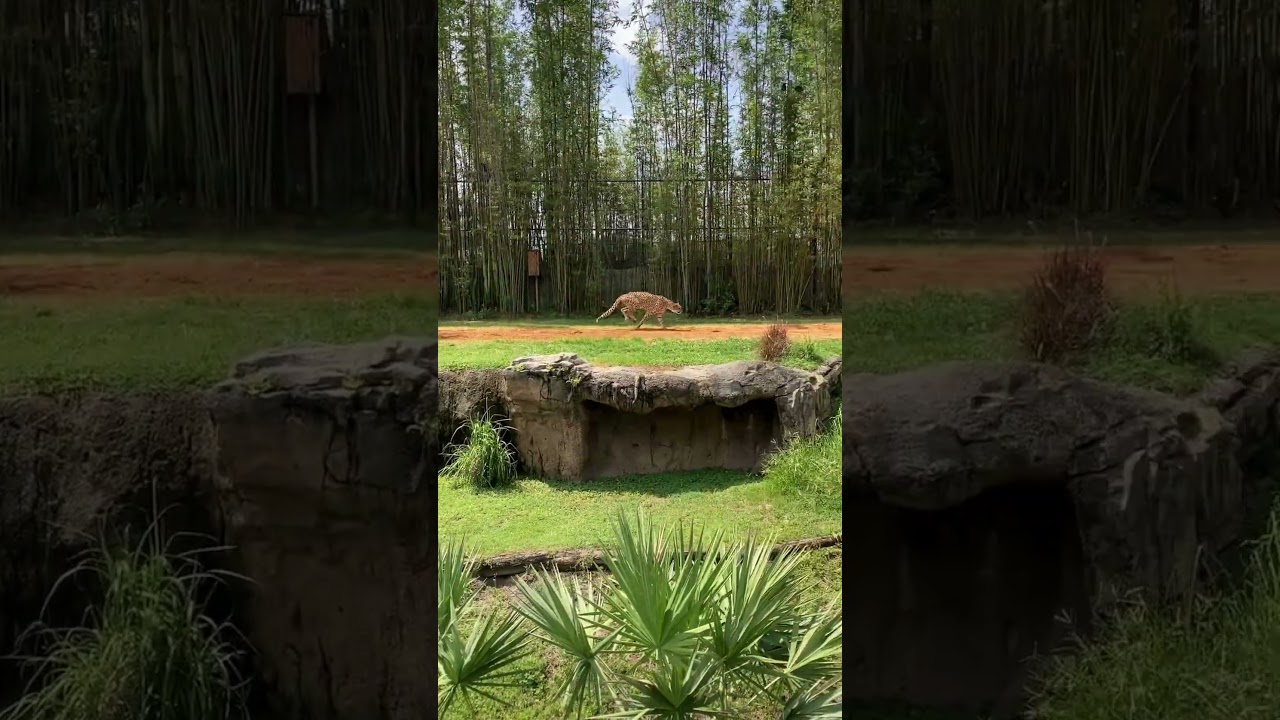 Watch the Fastest Land Mammal, the Cheetah, Run at Busch Gardens Tampa Bay!