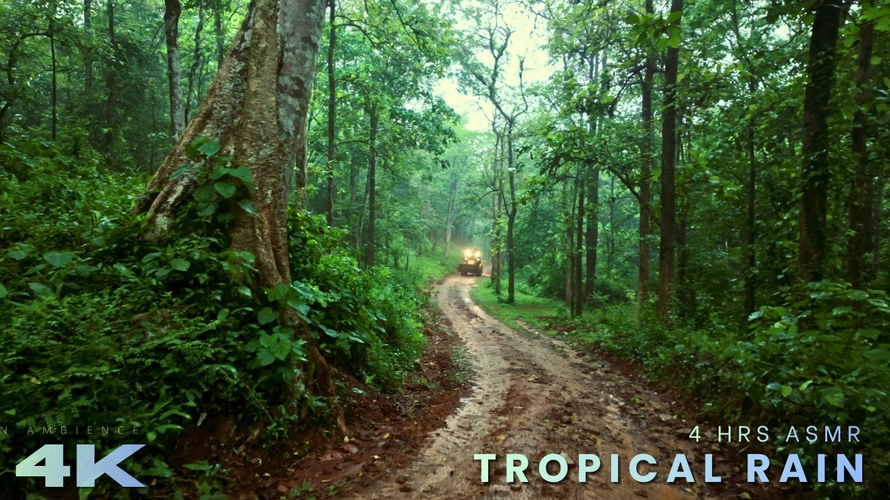 4K Walking in Tropical Rain | Heavy Monsoon Forest Ambience ASMR ( No Ads)