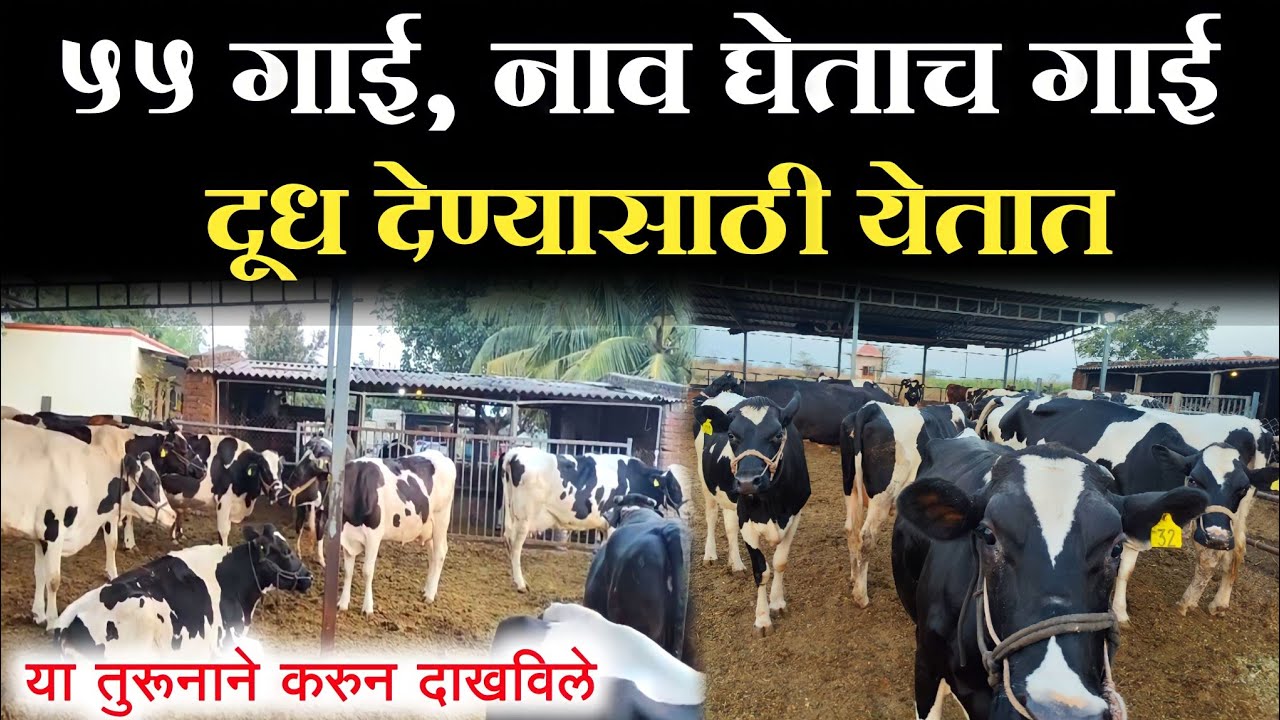 गाईचे नाव घेताच गाई दूध देण्यासाठी येते || 55 गाईंचा मुक्त गोठा || good planing dairy buisness