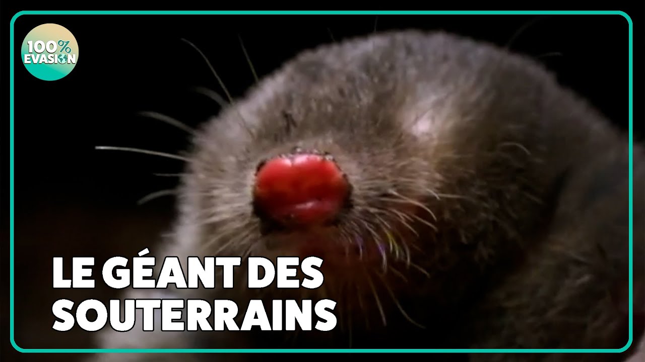 LES SUPER-POUVOIRS DE LA TAUPE | Documentaire animalier