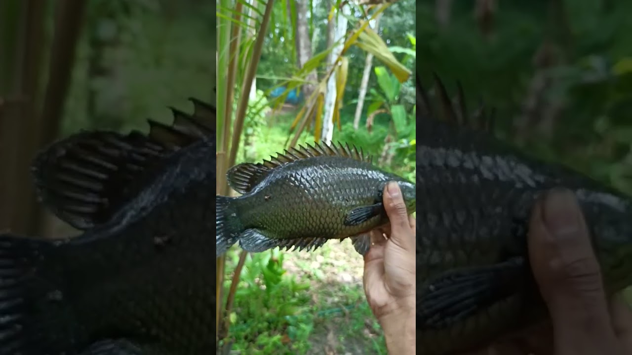 Anabas big size |kerala|