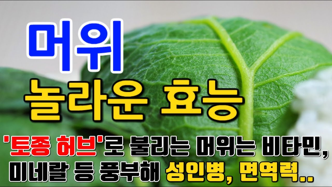 머위의 놀라운 효능 8가지 & 부작용 / 