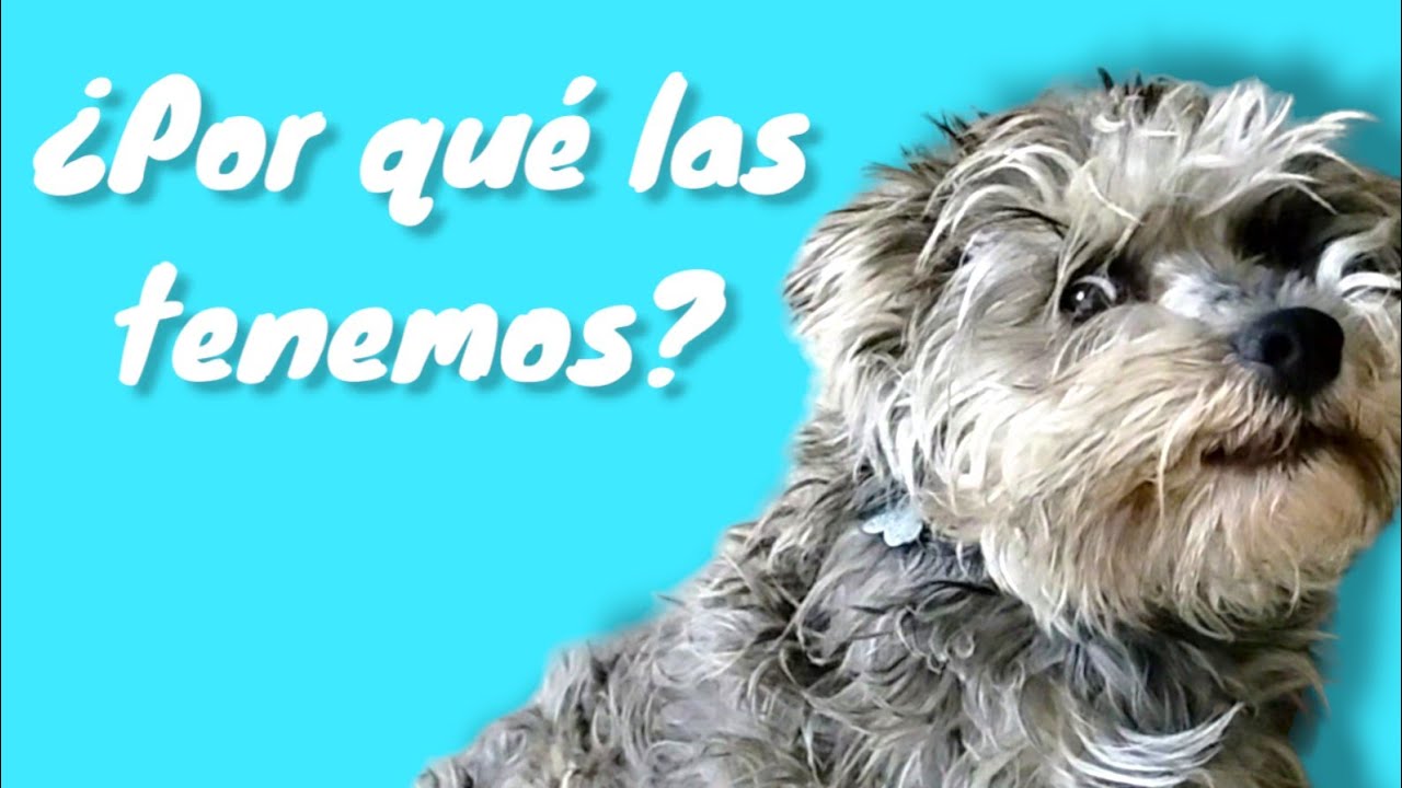 &iquest;PARA QU&Eacute; SIRVEN LAS MASCOTAS?//&iquest;Por qu&eacute; tenemos animales de compa&ntilde;&iacute;a?// Mundo Perruno.