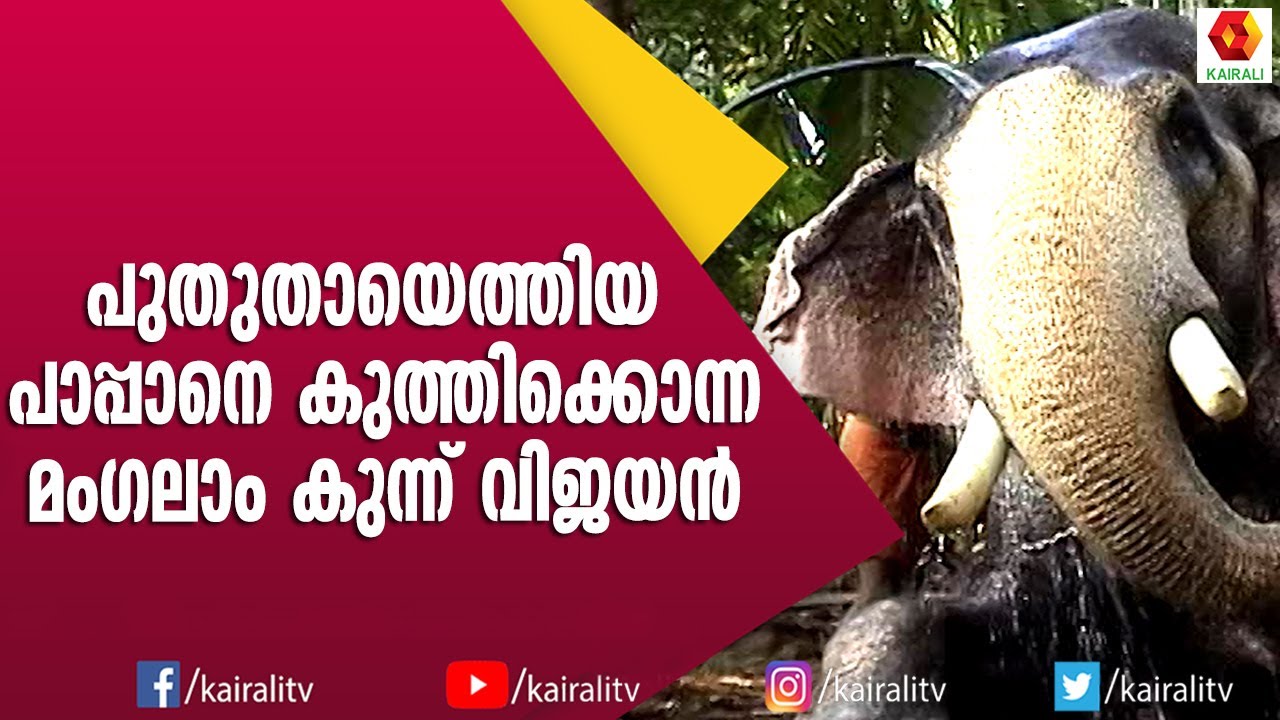 ദേഹം നിറയെ മുറിവുകളും മുറിപ്പാടുകളും  നിറഞ്ഞ മംഗലാംകുന്ന് വിജയൻ | Mangalamkunnu Vijayan | Elephant