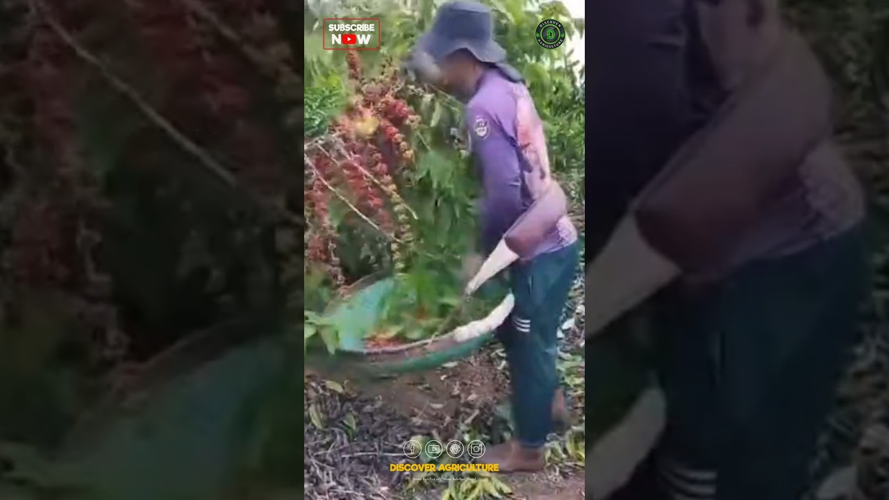 Coffee Beans Harvesting