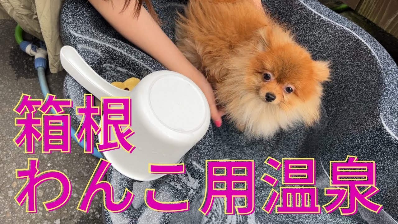 【わんこと箱根】犬用の温泉に連れていってみた！日帰り旅行にオススメ！わんこと箱根に行く人は絶対行って！