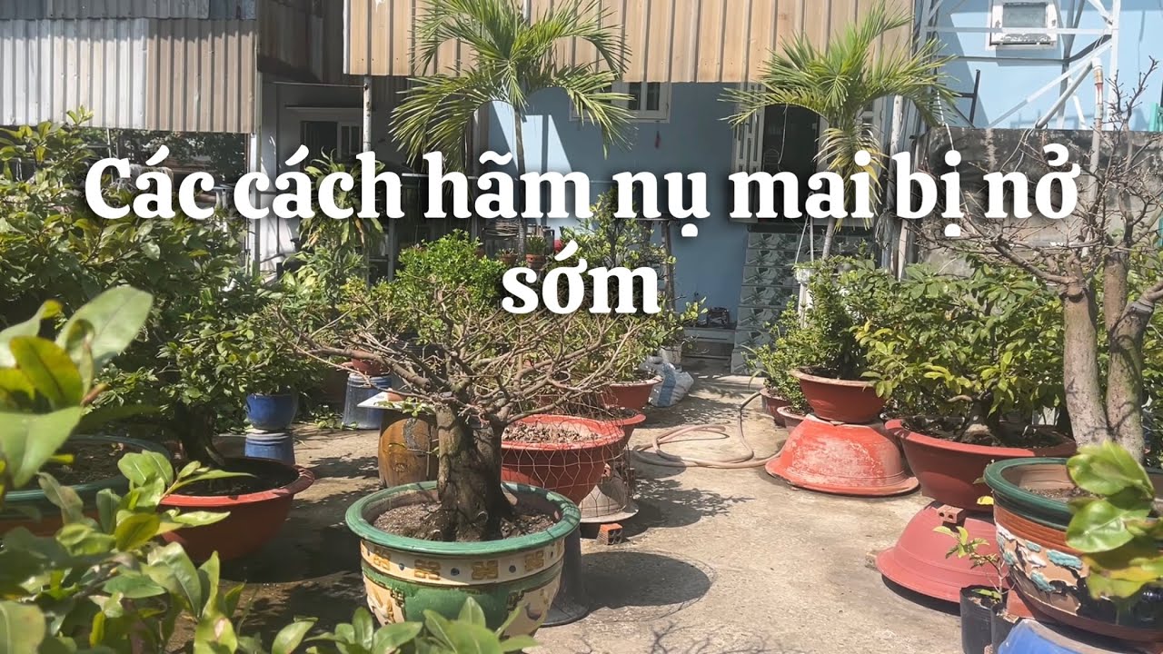 Các cách hãm nụ mai bị nở sớm // 17-12 âl 