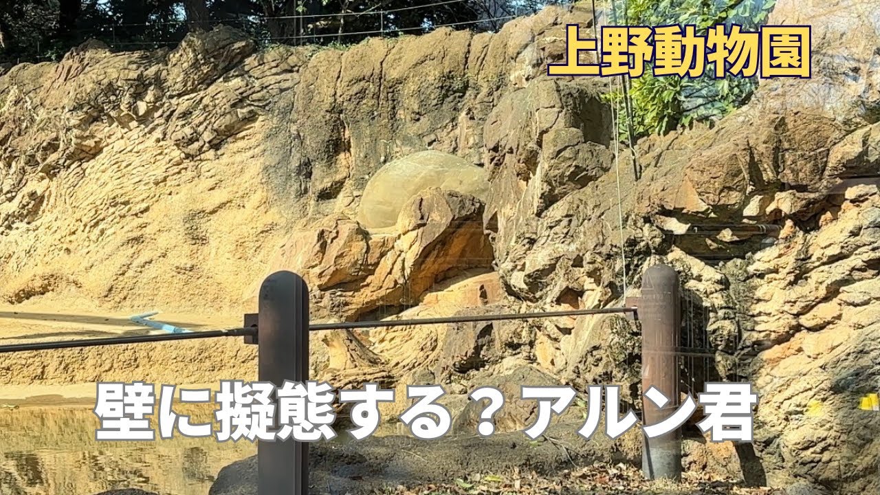 【アジア象】壁に擬態する？アルン君　#アルン　#上野動物園　#アジアゾウ 