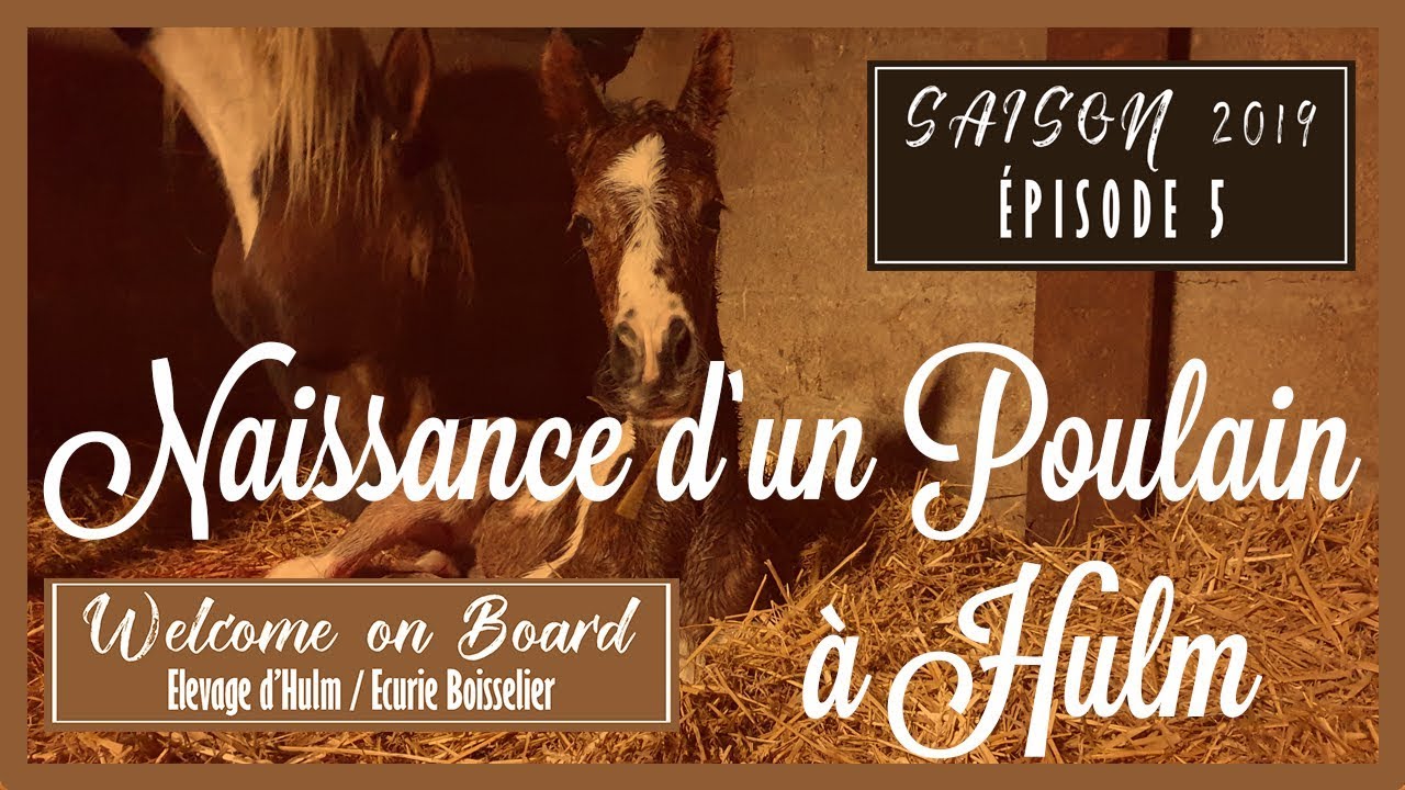 🤰 Assistez à la Naissance d'un Poulain! ♥ (Poulinage de JUST A DREAM D'HULM)