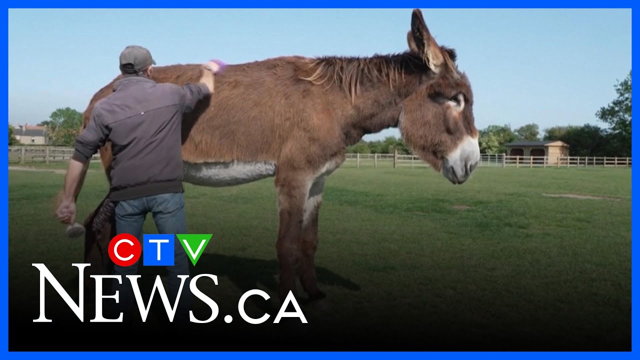 Banana car and extraordinary donkeys earn spots in Guinness Book of World Records