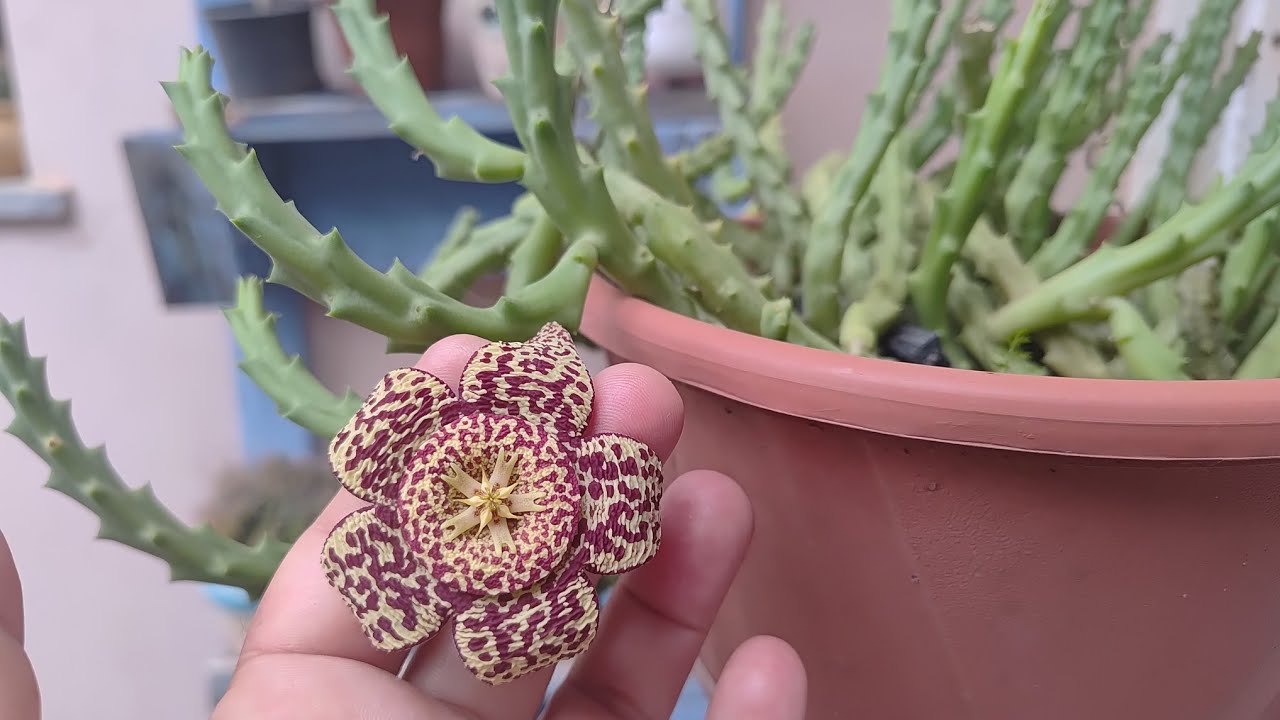 Suculenta orbea  variegata