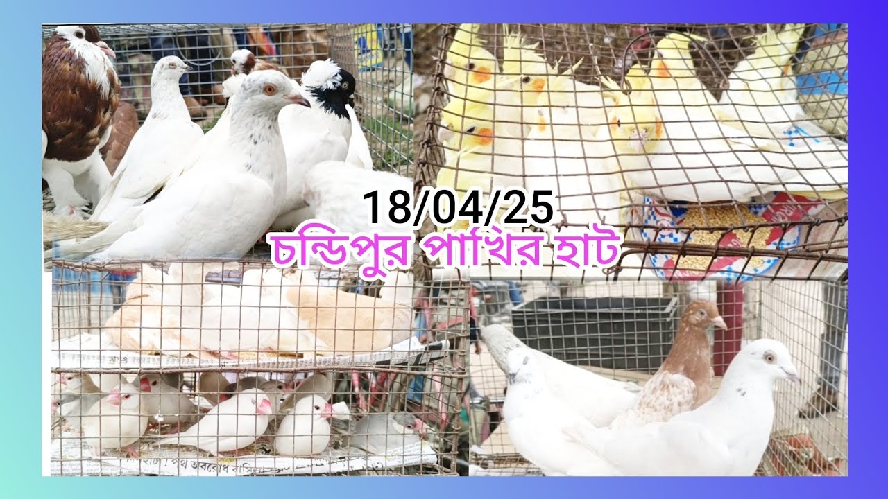 Chandipur pigeon market pakhir হাট চন্ডিপুর খুব সুন্দর হাট হয় কড়াইটি মাদ্রাসি গিরিবাজ বার্ডস