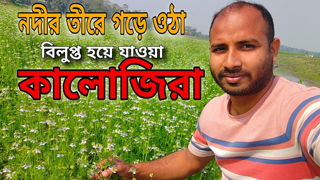 আধুনিক প্রযুক্তির দিনে বিলুপ্ত এক চাষ করা হচ্ছে নদীর তীরে অবস্থিত বালু যুক্ত পলস মাটিতে কালো জিরে 