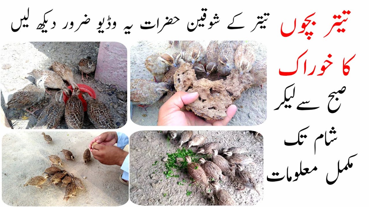 Complete information from morning to evening / Partridge baby food / teetar ki khurak