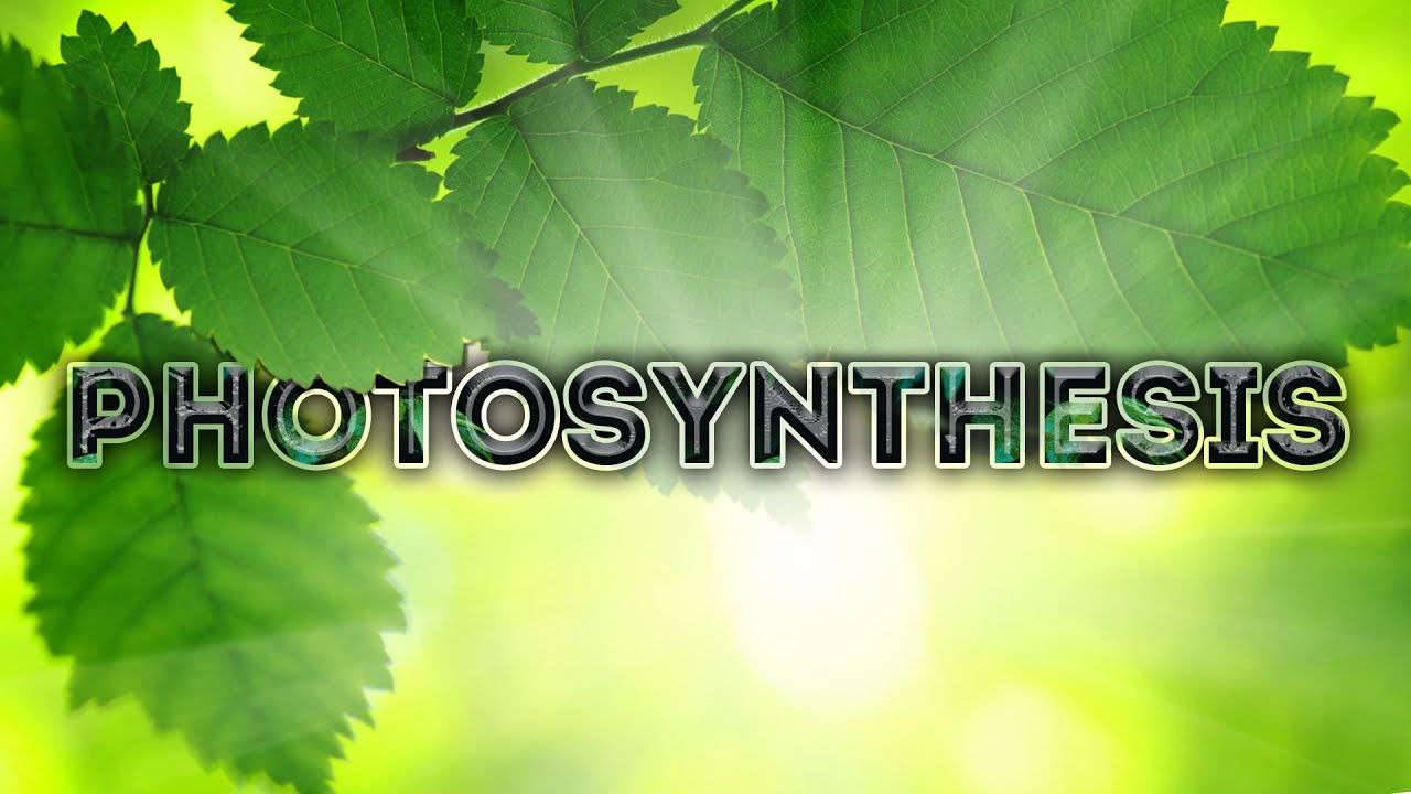 WHAT if PHOTOSYNTHESIS stopped HAPPENING?