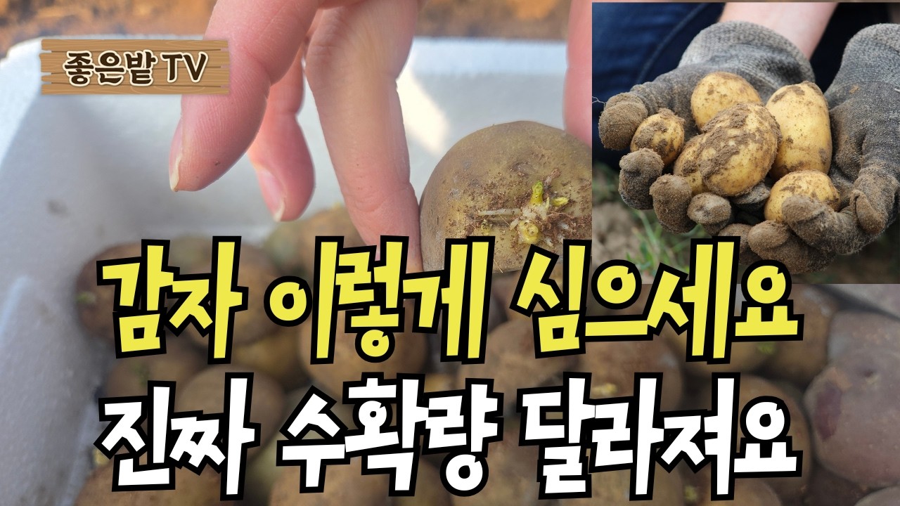 감자 이렇게 심으세요 진짜 수확량 달라져요