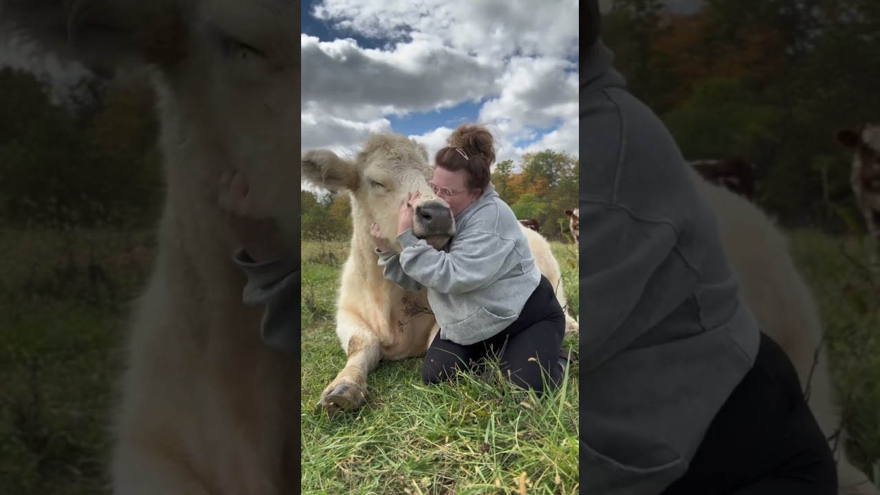 Hugging Cows: A Heartwarming Experience