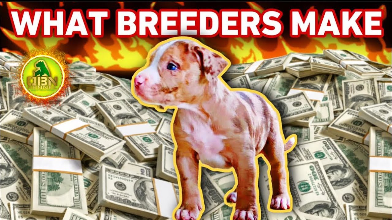 6 Figures in 2025 Dog Breeding