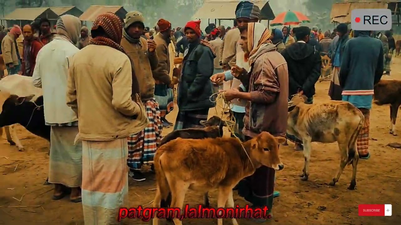পাটগ্রাম গরুর হাট। patgram gorur hat.#bangladesh #deshi #lalmonirhat #গরুর_হাট #new #border