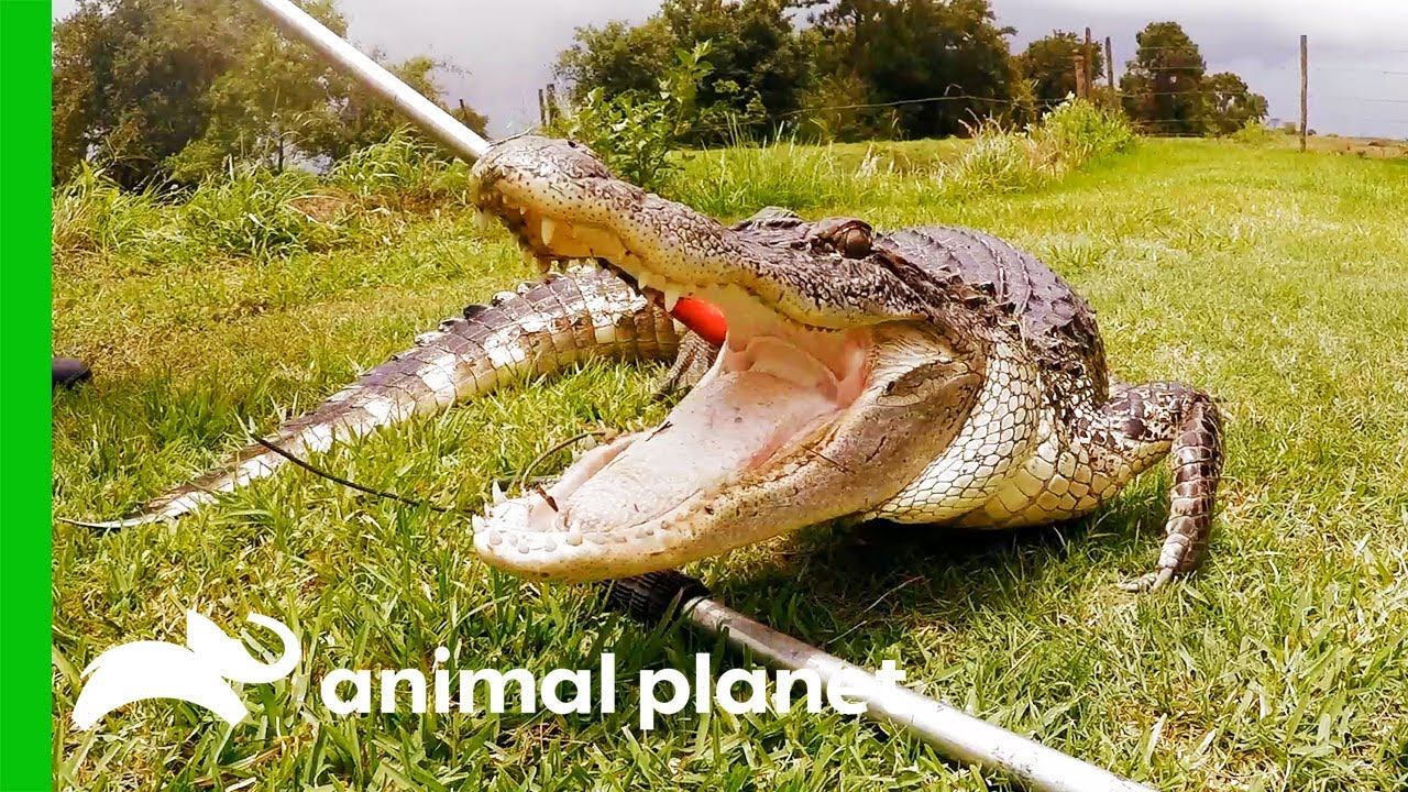 Fearless Alligator Attacks Boy | Lone Star Law