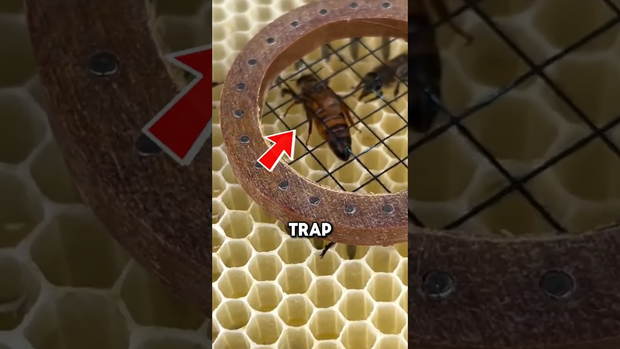 This Is How Beekeepers Mark the Queen Bee Safely