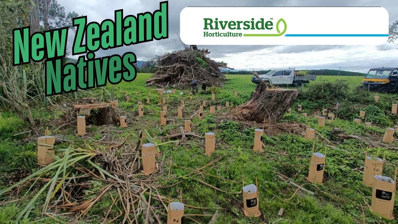Planting Natives in New Zealand | Riverside Horticulture